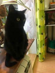 Яхта Плесень